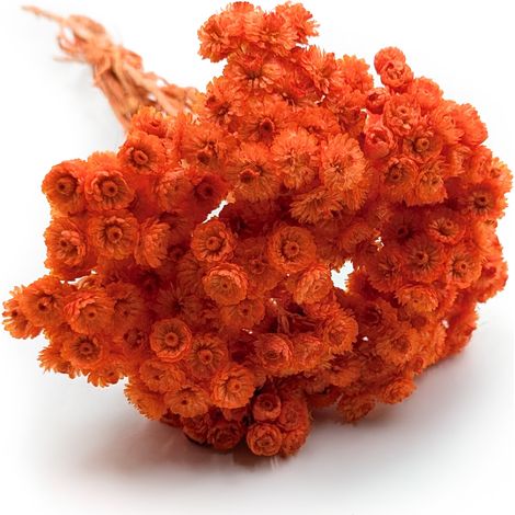 Getrockneter italienischer Helichrysum - (Helichrysum italicum) - Orange (1/5)