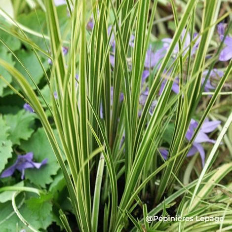 3 Grandes laîches brunes 'Variegata' (Carex brunnea 'Variegata')