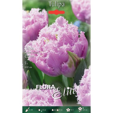 TULIPANO DOUBLE FRINGED CAIRNS CONFEZIONE DA 5 BULBI AUTUNNALI BULBS BULBES
