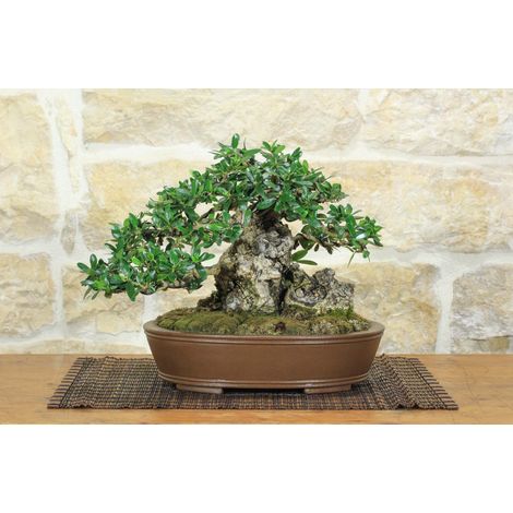 Bonsai di Olivastro (294) (1/5)
