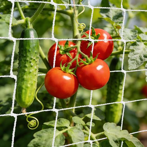 Filet pour Plantes Grimpantes, 1.6 x 5M Support Plante Grimpante Filet Jardin Potager, Filet Plante Grimpante Exterieur, Treillis Jardin Filets pour Récolte de Concombres, Tomates, Haricots, Fleurs
