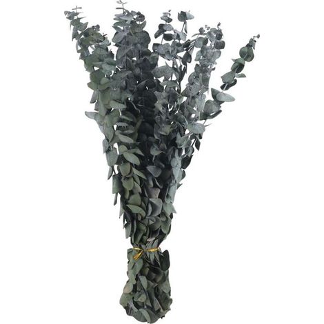 16 branches d'eucalyptus séchées et conservées, un bonsaï d'eucalyptus frais de 17 pouces (convient pour la douche), un bouquet d'eucalyptus véritable. (1/5)