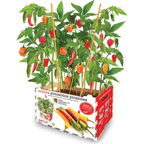Schachtel mit Peperoni batlle