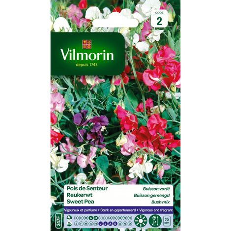 Vilmorin - Pois de senteur Buisson varié (massifs hauts)