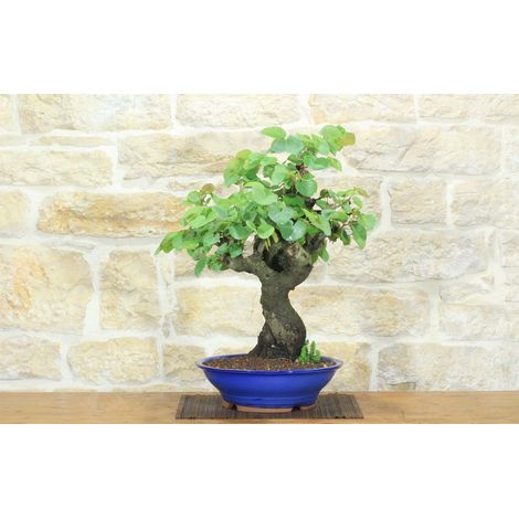 Bonsai di Cercis - Albero di Giuda (79) (1/5)