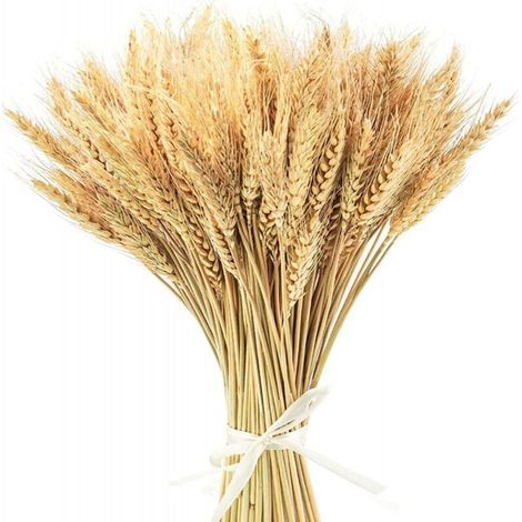 100 Bouquets de Blé Séché Naturel 40 cm pour Décoration Maison Balcon Table Composition Florale Séchée Écologique
