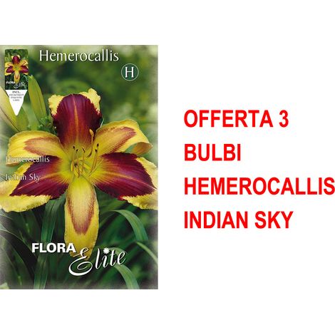 BULBI PRIMAVERILI OFFERTA 3 BULBI HEMEROCALLIS INDIAN SKY BULBS BULBES