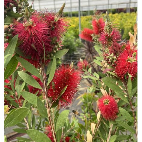 Gardenaria Callistemon Laevis - Arbusto ornamentale da giardino - Altezza: 100/120 cm (vaso20) (1/5)