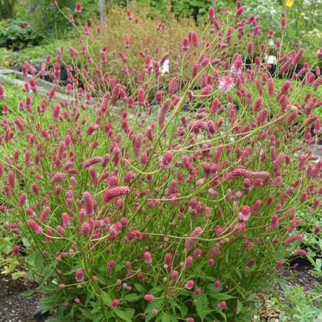 Sanguisorba - Pimprenelle Pink Elephant/Lot de 3 godets