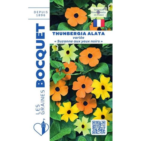 Thunbergia alata (Suzanne aux yeux noirs) variée - 1g