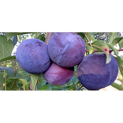 Pianta di Susino Friar vaso 24cm