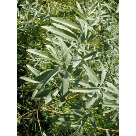 Olivier de Bohême Pot de 2L/3L