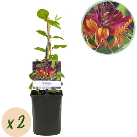 Lot de 2 Chèvrefeuilles Grimpants Lonicera Goldflame Fleurs Parfumées Rose et Jaune Pot 11cm 40cm - PANGIVO (1/4)