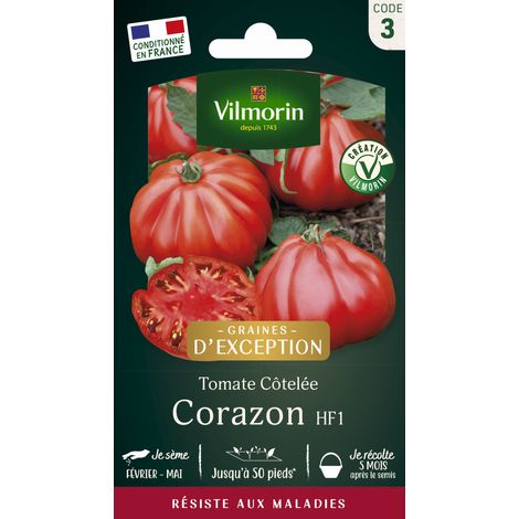 Vilmorin – Tomate Corazon HF1 – Graines de potager résistantes aux maladies – Gros fruits charnus 200-250g – Exposition ensoleillée – Semis de mars à mai