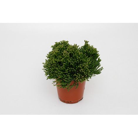 Hatiora Salicorniodes plante d’intérieur cactus décoratif pot 12 cm hauteur 15 cm - PANGIVO