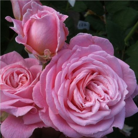 2 x Rosa - Kordes Parfuma® rosier 'Rosengräfin Marie Henriëtte'®