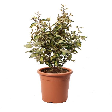 Eleagnus Ebbingei Marylin - H 60-80 cm Vaso da Coltura Ø 24 cm (1/2)