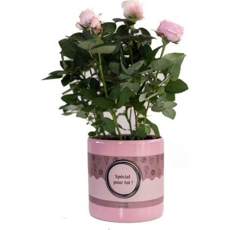 Rose Rose Pâle Plante d'Intérieur en Emballage Cadeau Spécial Pour Toi - Ø12cm H30cm - PANGIVO (1/2)