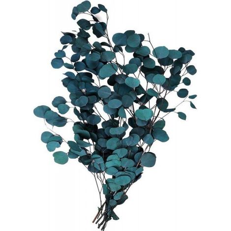 Fleurs séchées - - Eucalyptus - Bouquet naturel - Décoration intérieure - Haute qualité (1/3)