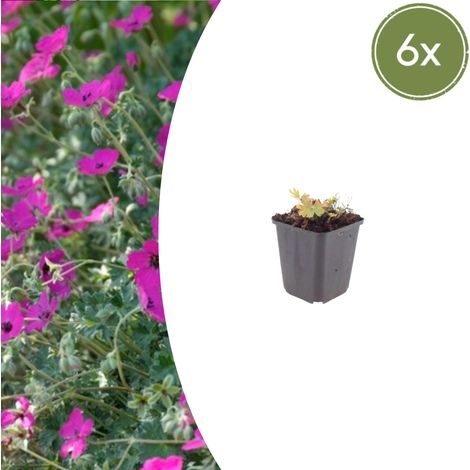 Lot de 6 Géraniums Sanguins 'Max Frei' Couvre-sol Fleurs Rouge Carmin Pot Ø9cm 10-25cm - PANGIVO (1/5)