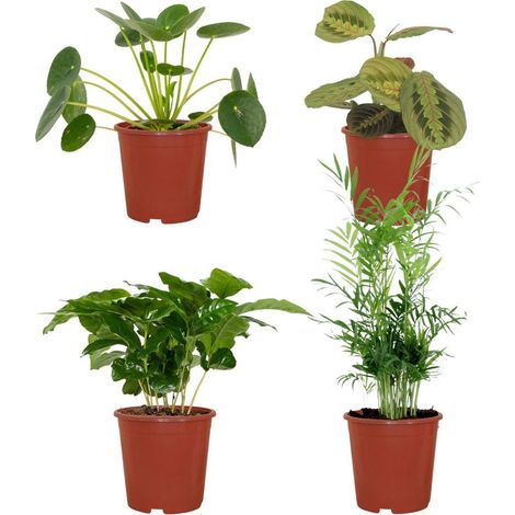 Coffret Plantes d’Intérieur Sans Danger pour Animaux 4 Plantes Pot 12 cm Hauteurs Variées - PANGIVO (1/5)