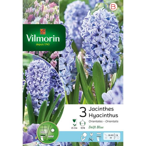 Vilmorin Jacinthe Delft Blue (x3) (1/3)