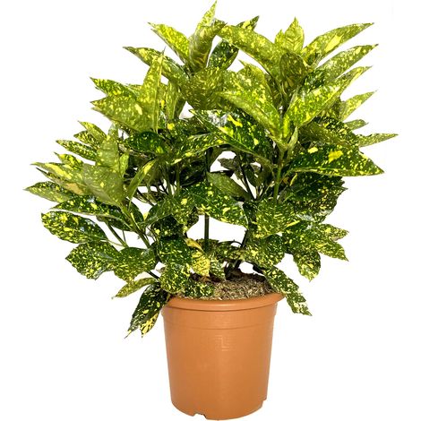 Aucuba Japonica Crotonifolia - H 60-70 cm Vaso da Coltura Ø 24 cm (1/3)