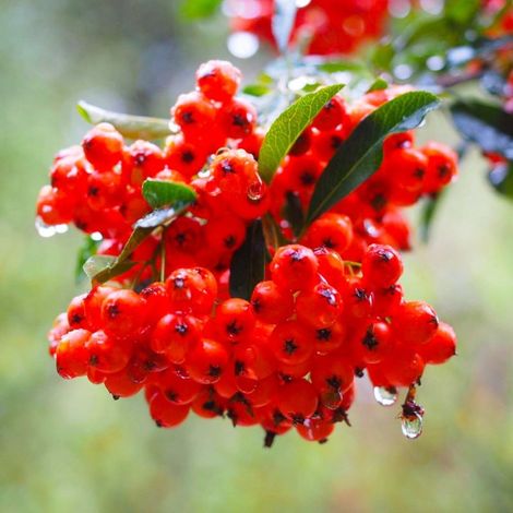 Buisson ardent 'Ventoux Red' (Pyracantha 'Ventoux Red') (1/5)