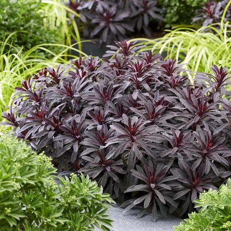 Euphorbe Miners Merlot®/Pot de 3L - 20/40 cm (1/5)