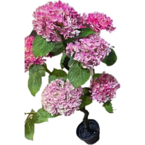 Pianta ornamentale di Ortensia in vaso 150 cm colore rosa