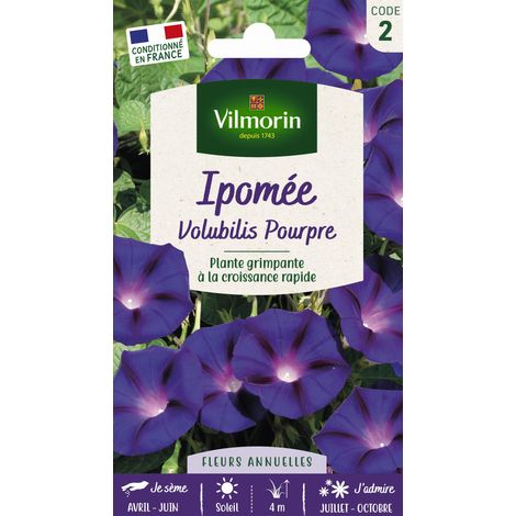 Vilmorin – Ipomée volubilis pourpre – Graines de fleurs – Période de semis : printemps – Exposition : ensoleillée – Fleurs en forme de trompette
