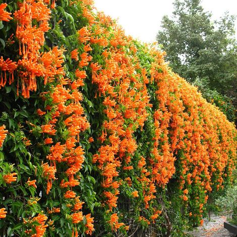 Bignonia "Campsis radicans" pianta in vaso ø18 cm h. 170/200 cm - Varietà: Arancio " Indian summer"