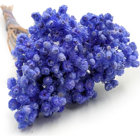 Elicriso italiano essiccato - (Helichrysum italicum) - Lavanda