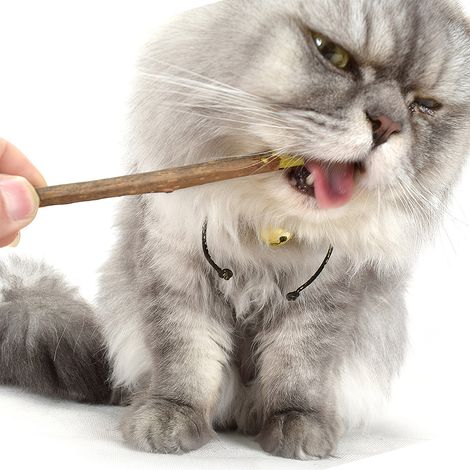 5er-Packung Katzenminze-Kaustangen (natürliche Actinidia Polygama) zur Zahnreinigung und zum Spielen. Haustierzubehör. (1/5)