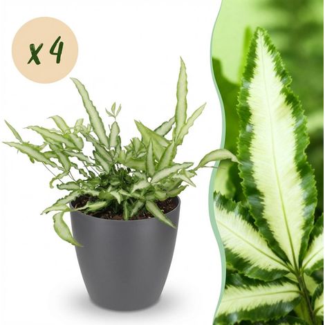Lot de 4 Fougères Ruban Pteris cretica Albolineata - Plante d'Intérieur Pet-Friendly - Pot 12 cm - PANGIVO (1/5)