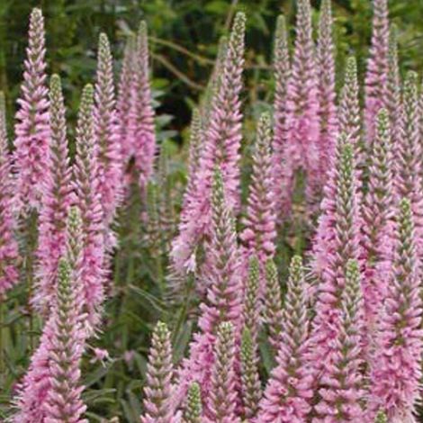 4 x Véronique en épis  - Veronica spicata 'Heidekind'  - godet