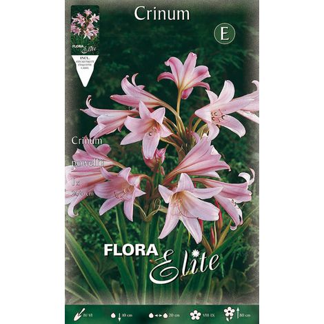 CRINUM POWELLII (CONFEZIONE DA 1 BULBO)