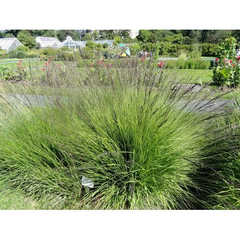 Gardenaria Molinia caerulea 'Heidebraut' - Graminacea ornamentale da esterno - Altezza: 60 cm (vaso 17)