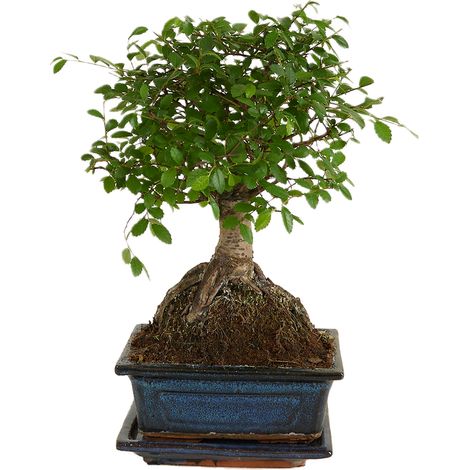 Bloomique - Bonsaï Zelkova - Forme Sphère - Bonsaï - Plantes d'intérieur - Hauteur 20-30 cm - 15 cm de large - Pot et bol en céramique inclus