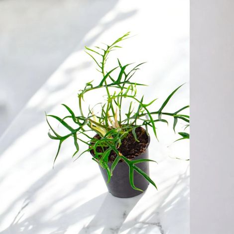 Gardenaria Philodendron tortum 'Good luck' - Pianta da interno ornamentale - Altezza: 30 cm (vaso 12) (1/5)
