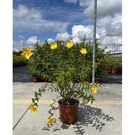Gardenaria Hypericum patulum 'Hidcote' - Arbusto ornamentale da giardino - Altezza: 30/35 cm (vaso19) (1/3)