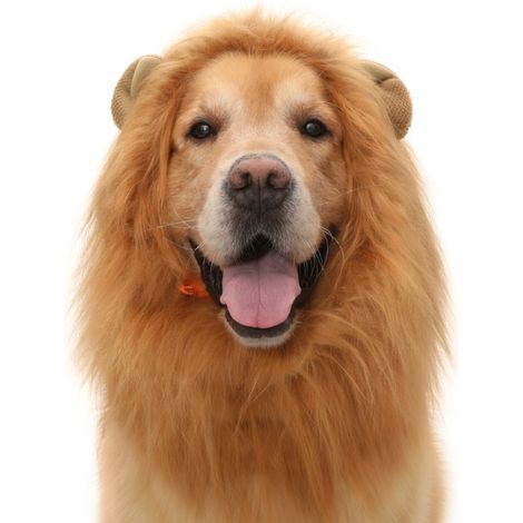 Déguisement lion pour animaux marron M x 3 modèle 2