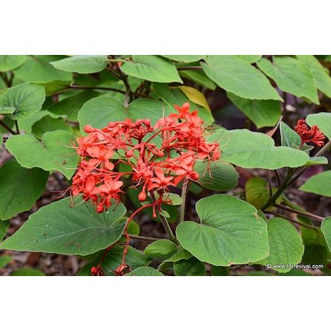 Pianta Clerodendrum speciosissimum in vaso foto reali H 60 cm (1/2)