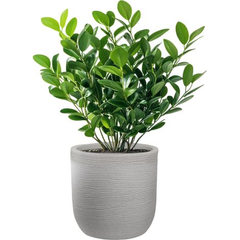 Vase Cylindrique En Résine Beige Raffaello 35X34Cm Pour Plantes D'Intérieur Et D'Extérieur (1/5)