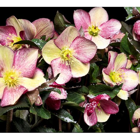 HELLEBORUS ICE N’ ROSES PINK ROSA DI NATALE VASO 19CM