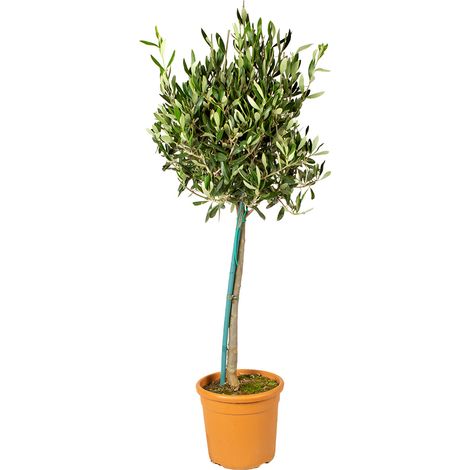 Bloomique - Olea Europaea - Olivier sur tige - Plantes de jardin - Résistant au gel - Engrais inclus - Hauteur 80-100 cm - Pot 19 cm