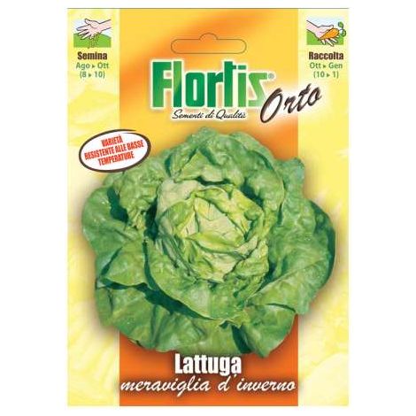 Lattuga Meraviglia D'Inverno