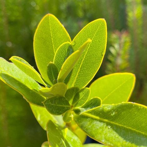 Buplèvre ligneux (Bupleurum fruticosum)