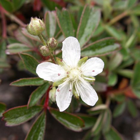 4 x Potentilla tridenta 'Nuuk' - godet 9x9 cm