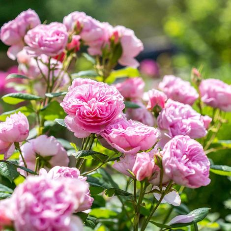 Gardenaria Rosa 'Ancient Mariner' - Rosa da giardino - Altezza: 40/50 cm (vaso20) (1/4)